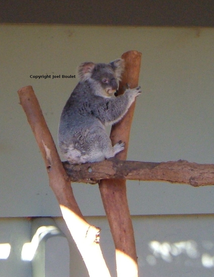 a Koala bear