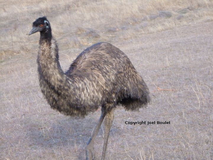 an Emu from the side