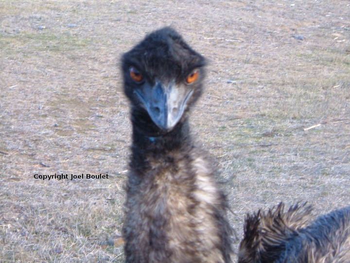 The Emu facing the camera